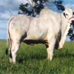 nelore 01
