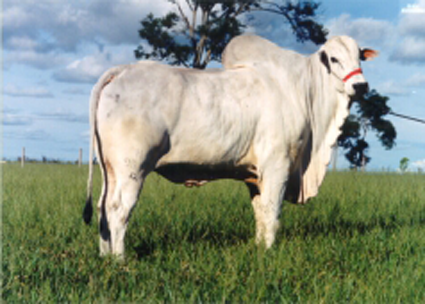 nelore 01